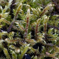 Pleurozium schreberi (phoenix feather moss)